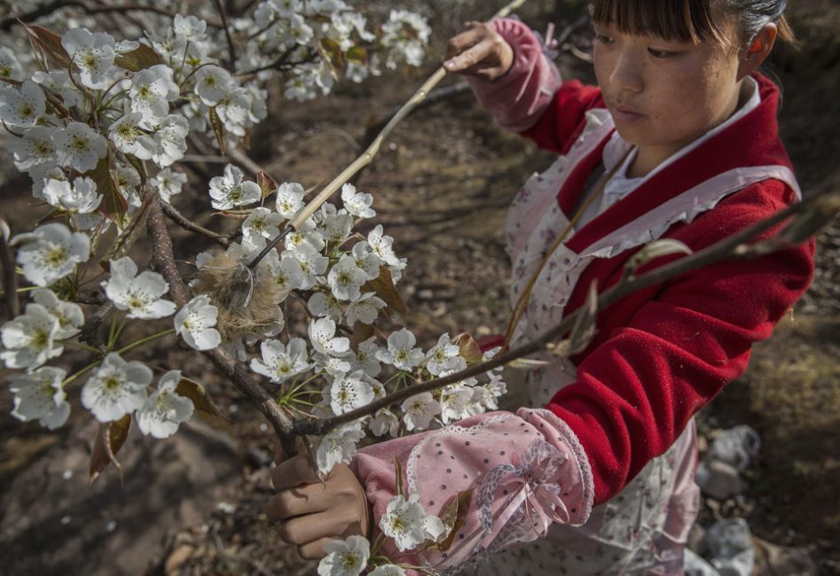 Chinese farmer He Meixia, 26, pollinates a pear tree by hand. Photo credit: Kevin Frayer/Getty Images