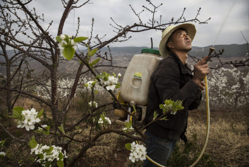 Chinese farmer