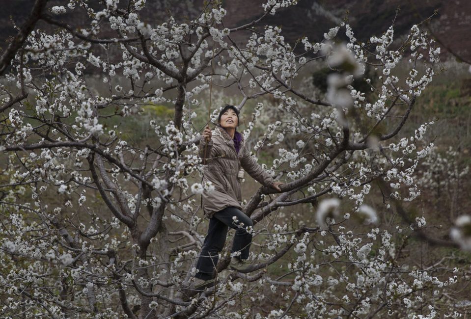 A Chinese farmer climbs in a pear tree as she pollinates the flowers by hand. Photo credit: Kevin Frayer/Getty Images