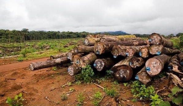 Observers insist that Cameroon's pledge to combat illegal logging needs more action and more transparency