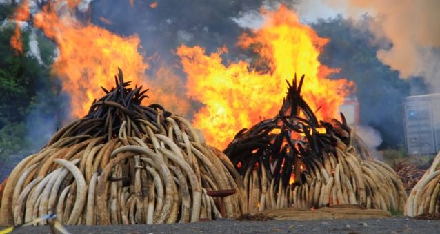 Ivory piles burn at Kenya’s Nairobi National Park, April 30, 2016. Photo credit: J. Craig/VOA