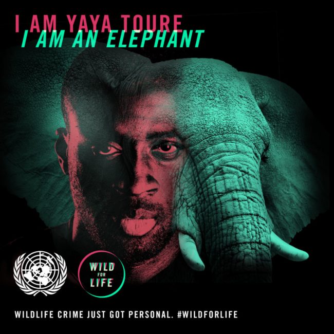 Four-time African Footballer of the Year Yaya Touré (Manchester City, Ivory Coast), is backing elephants
