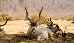 Saharan Addax antelopes