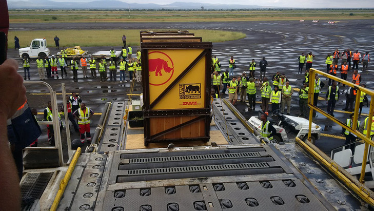 Eliska the Rhino flies home. Photo credit: aircargonews.net