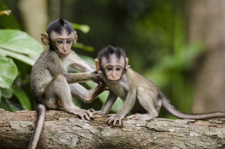 Monkeys in captivity