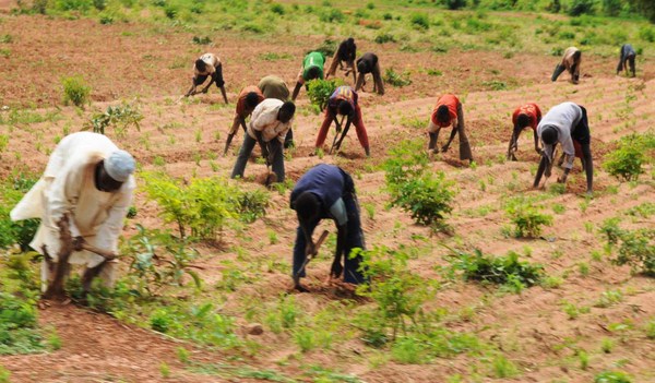 Farming