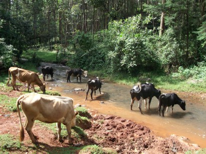 Water is essential nutrient for livestock