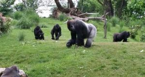 A zoo habouring gorillas
