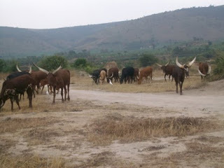 Climate change as a result of global warming continues to cause havoc in various parts of the world, drying up farmlands that livestock used to depend on