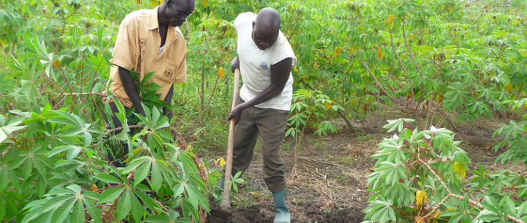 Vulnerable South Sudanese families get FAO seeds, tools