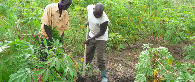 Harvesting cassava tubers in South Sudan