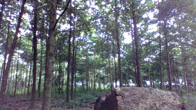 The Evergreen Tree Plantation in Ijari, Ijebu North East Local Government Area of Ogun State