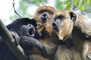 Howler monkeys