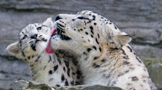 snow-leopards