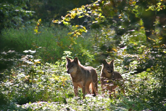 Wolves In the Białowieża Forest, Poland. Photo credit: wildpoland.com