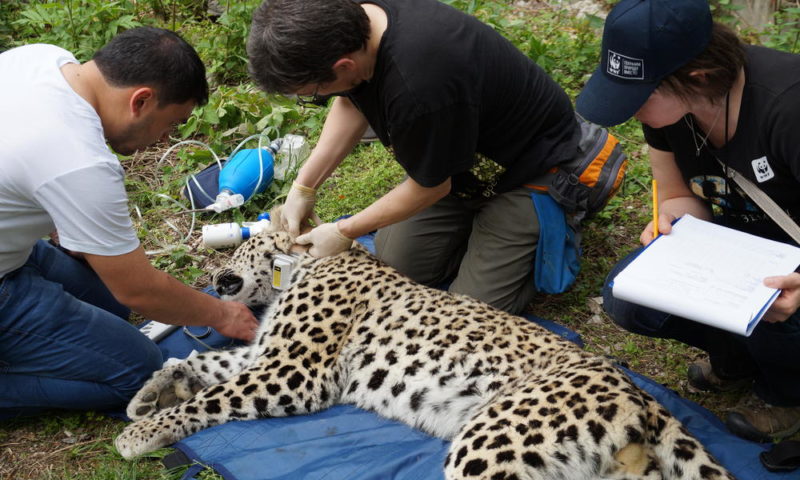 A leopard is fitted with a tracking collar