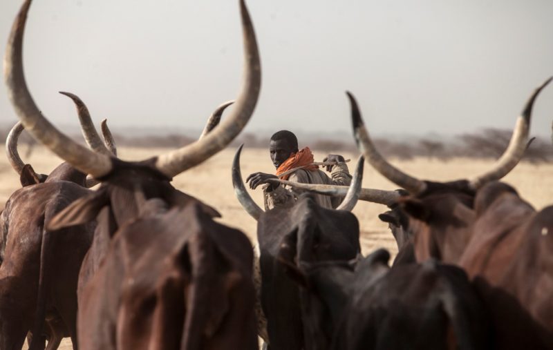 The Great Green Wall initiative can be a game-changer for Africa – boosting food security, creating jobs and helping people adapt to climate change.