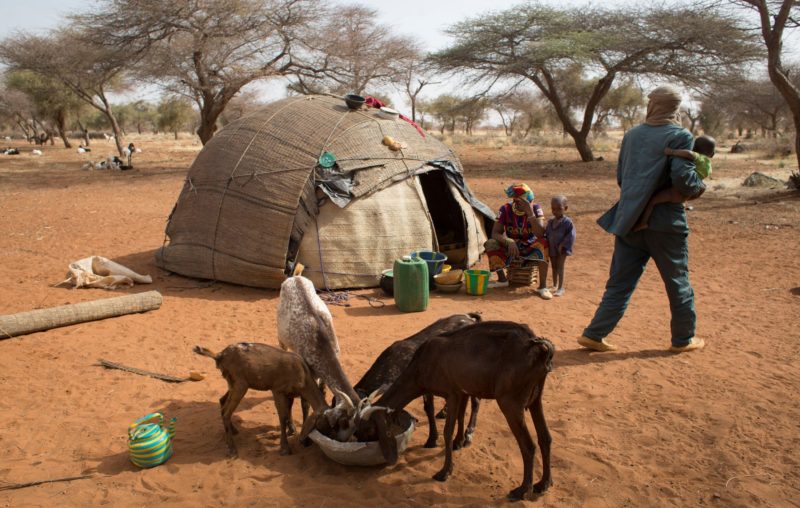 Restoration efforts focus on supporting livelihoods, which mainly depend on farming and livestock.