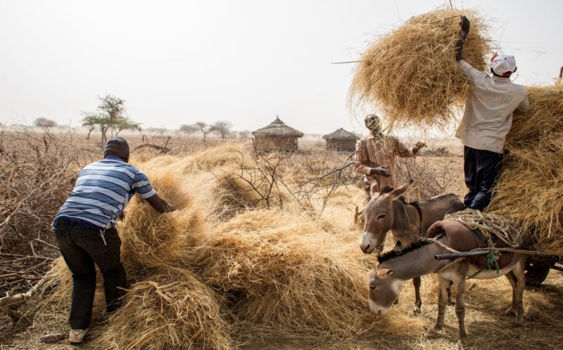 Plants also bring economic opportunities. Fodder grass sells wells on the market, for example.