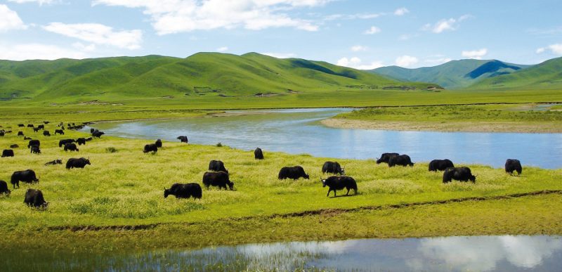 A wetlands ecosystem