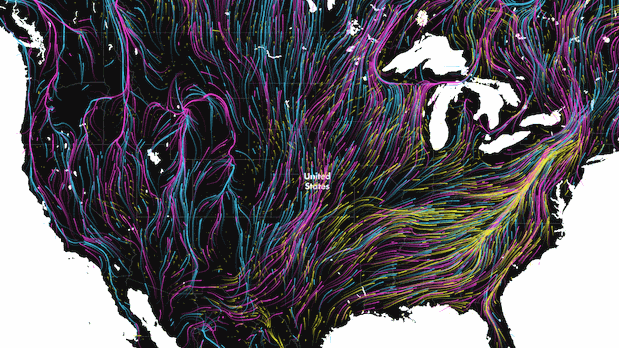 Animal migration. Pink colour for mammals, blue for birds, and yellow for amphibians. Credit: Dan Majka/Migrations in Motion