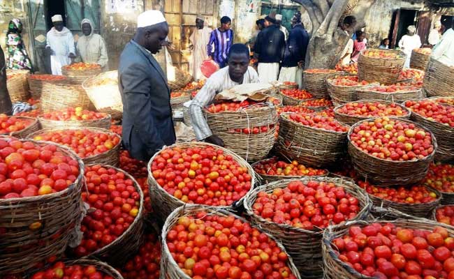 The tomatoes scarcity in markets forced Nigeria to import the item from Cameroon and Ghana. Photo credit: authorityngr.com