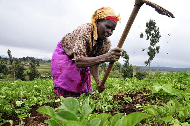 A woman farmer: Women are said to be more vulnerable to the effects of climate change because they are more than proportionally dependent on natural resources that are threatened. Photo credit: ng.boell.org