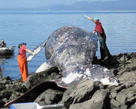 A dead gray whale that got stranded in Samish Bay in 2010. Photo credit: Cascadia Research Collective