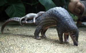 pangolins