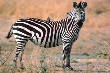 The latest IUCN Red List update also reports the decline of the Plains Zebra