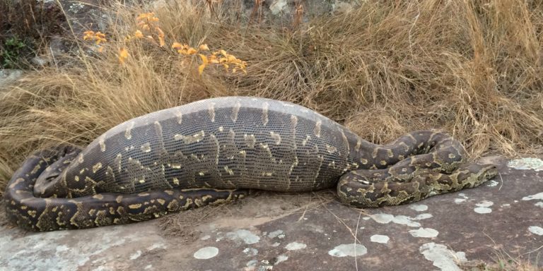 Reports shed light on sustainable python trade