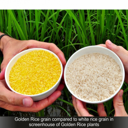 Golden rice and white rice