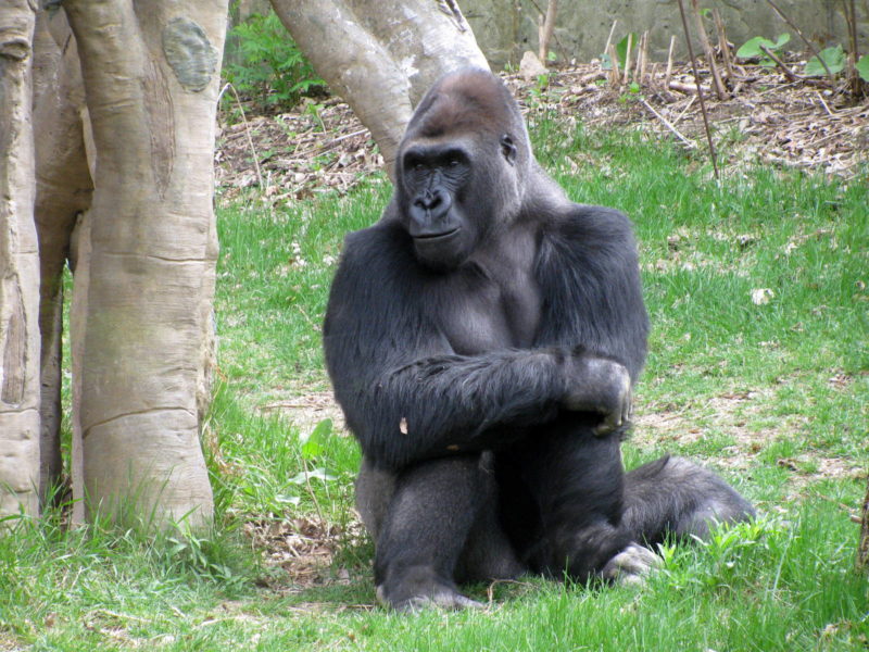 The Eastern Gorilla is included in the IUCN Red List of Threatened Species