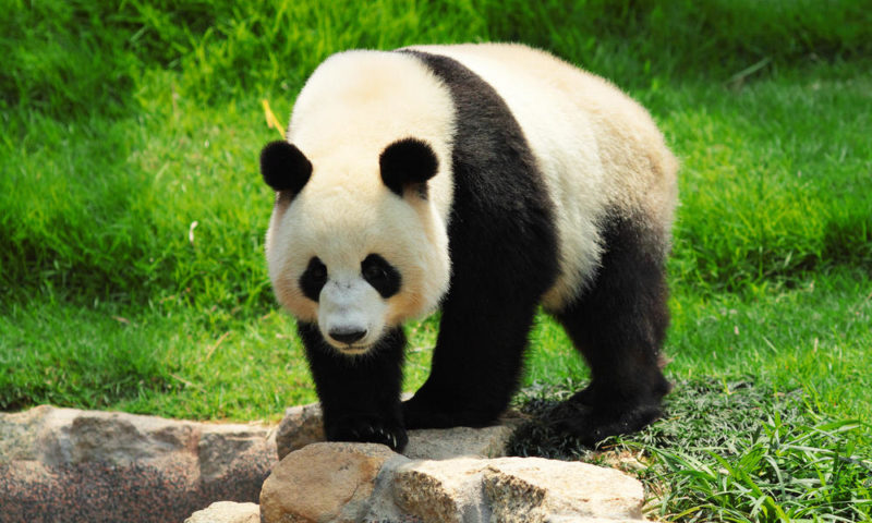 The giant panda has been downgraded from Endangered to Vulnerable on the global list of species at risk of extinction