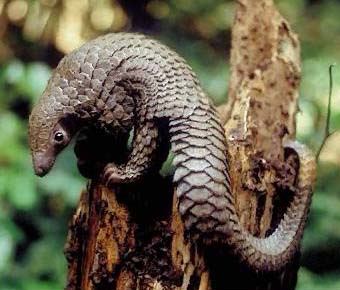 Governments have been told to impose maximum restrictions on the trade of pangolins