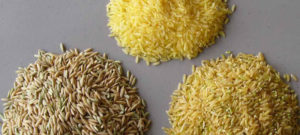 GMO rice