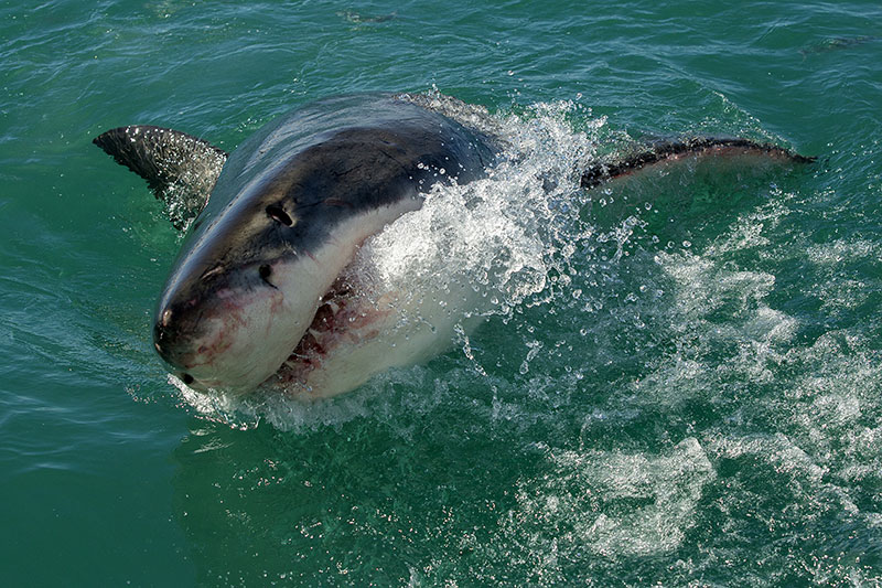 Silky sharks