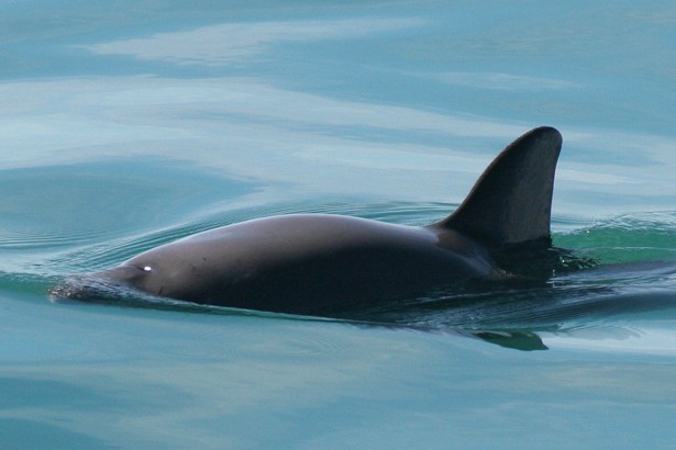 vaquita-porpoise
