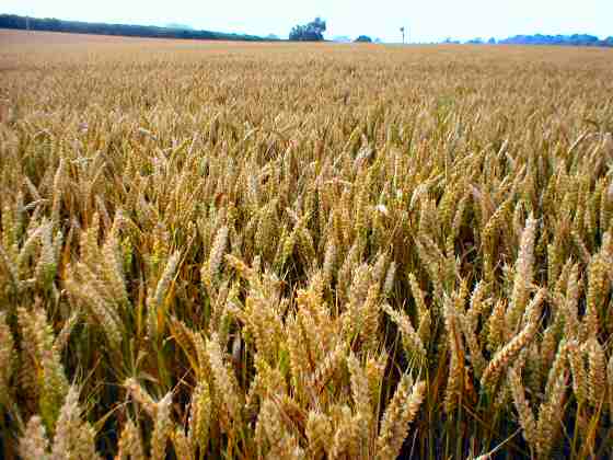 A wheat field. Photo credit: ordiate.com