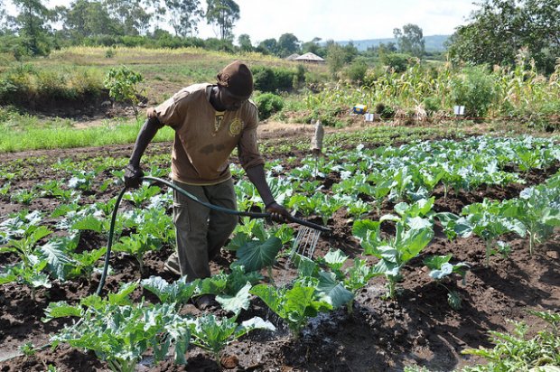 Kenyan farmer