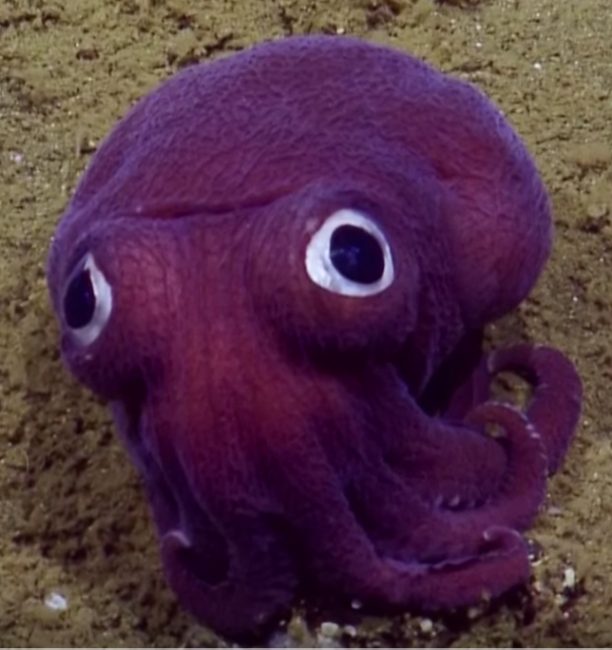 The googly-eyed cross between an octopus and a squid