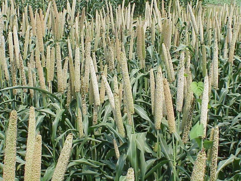 Nigerian farmers benefit from millet, sorghum initiative