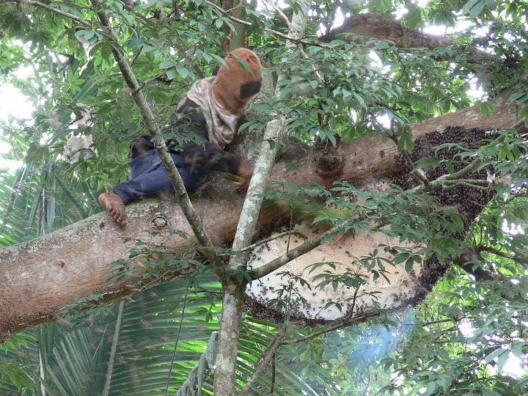 Nigeria has potential to produce 20m litres of honey annually – Expert