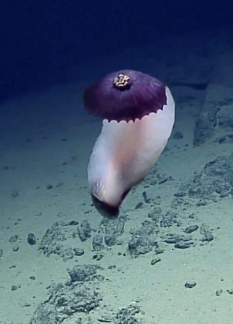 The Sea cucumber