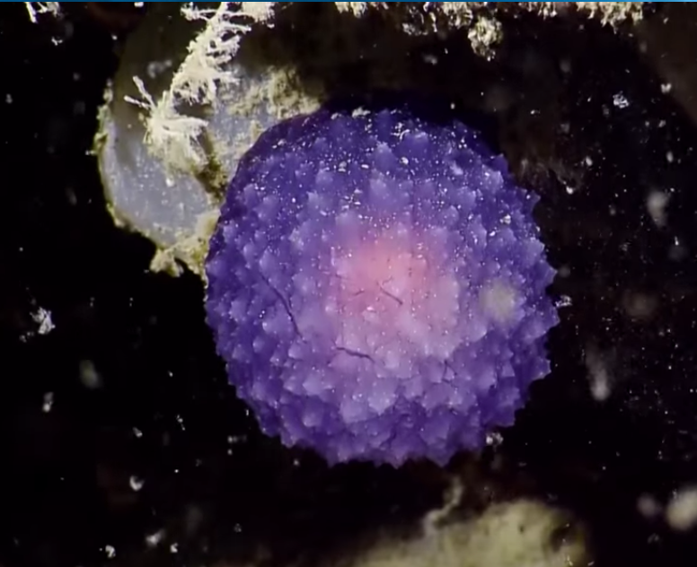The Purple orb