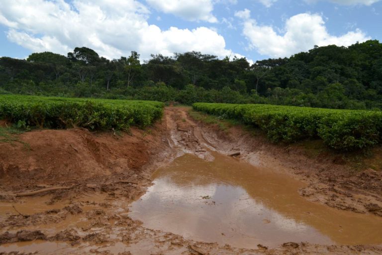 Roads used by loggers fingered as major challenge