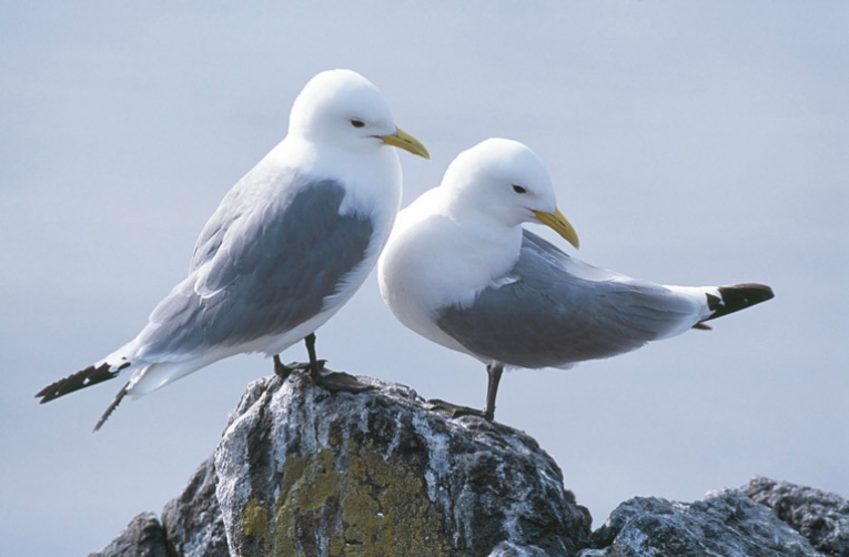 Seabirds in the high seas of the North Atlantic