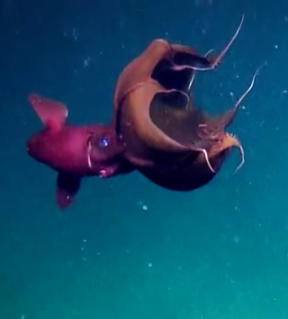 The Vampire squid