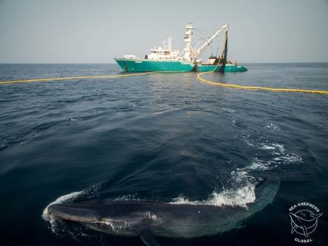 A Bryde’s whale caught in an EU tuna net