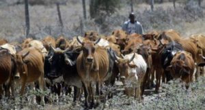 kenya cattle